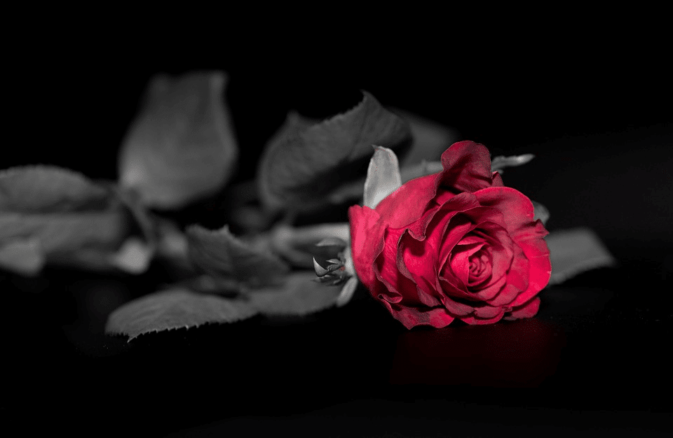 Black rose backdrop