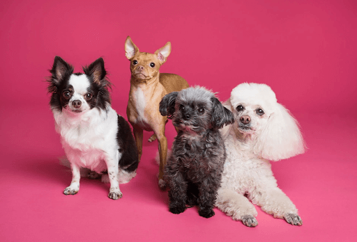 Photo of four different puppies on a pink background