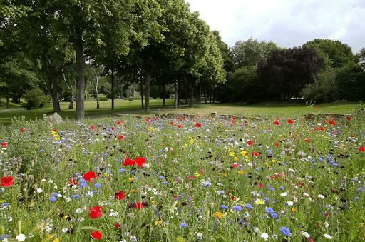  Landscape photography of flower garden