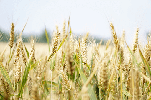 Wheatfield under a gray sky