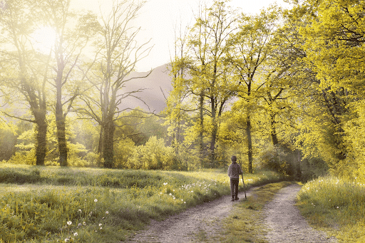 Man with a cane walking in a path in a green forest