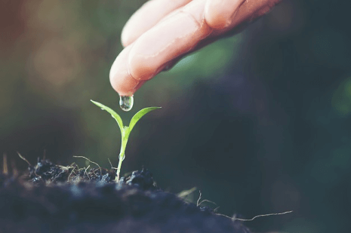 A sprouting plant and a wet hand with water about to drop from the hand into the sprout