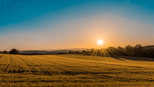 View of the sunrise on a brown grass field