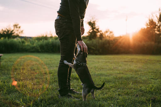 A person standing while petting his dog a grass field