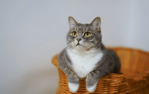 White and gray cat in a brown woven basket